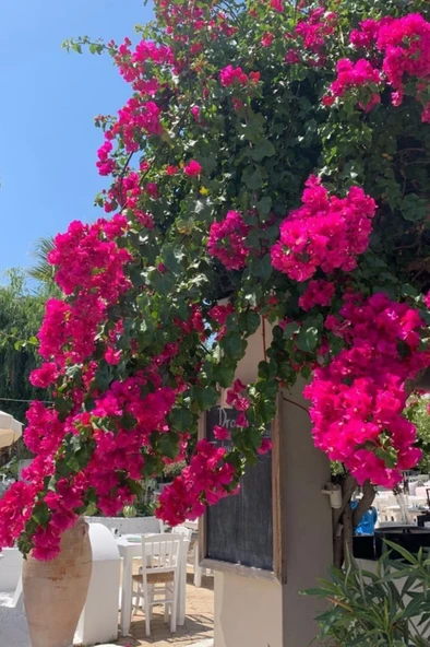 Bougainvillea Pembe Begonvil Canlı Dış Mekan Sarmaşığı 10-20 cm - Resim 3