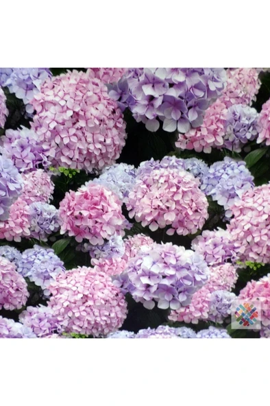 Lila Ortanca Fidanı 10-20 cm ürün görseli 1