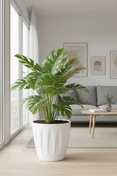 Papatya Saksı 12 lt Parlak Plastik Kendinden Tabaklı Drenajlı Çiçek Saksısı ürün görseli 1