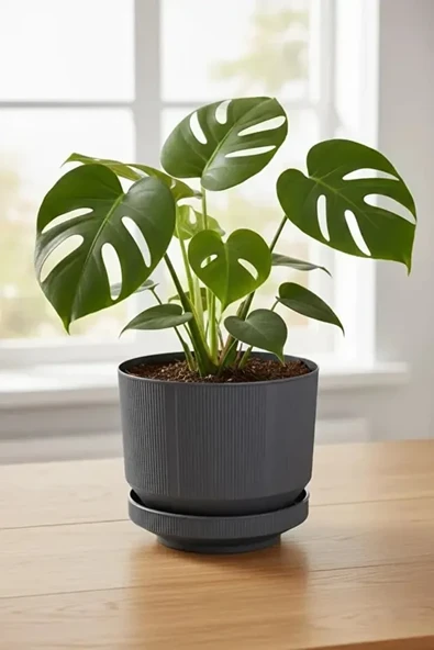 9 Litre Antrasit Dekoratif Lüx Saksı İç Dış Mekan Tabaklı Plastik Çiçek Saksısı ürün görseli 1