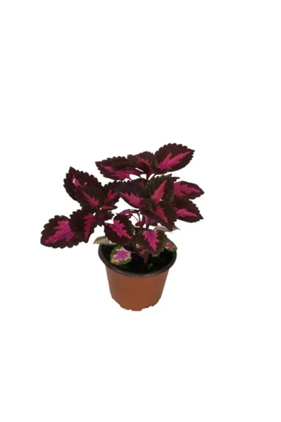 Yaprak Güzeli Kolyos Çiçeği Fidanı 10-20 cm - Resim 2