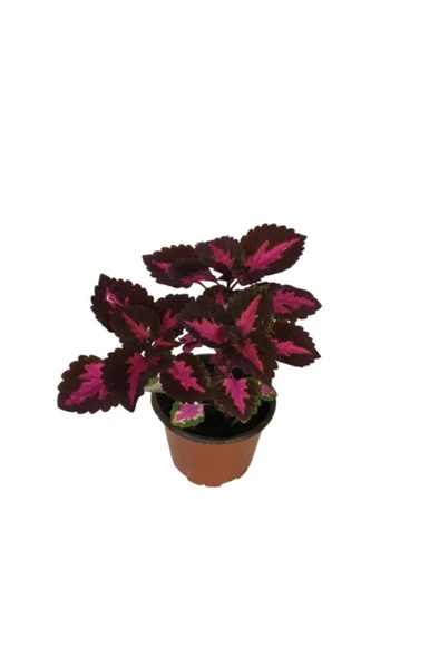 Yaprak Güzeli Kolyos Çiçeği Fidanı 10-20 cm ürün görseli 1