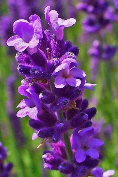 Lavanta Fidanı Saksılı 20–30 Cm ürün görseli 1