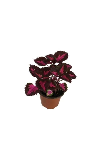 Yaprak Güzeli Kolyos Çiçeği Fidanı 10-20 cm - Resim 3