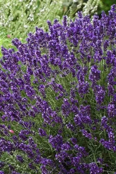 Lavanta Fidanı Saksılı 20–30 Cm - Resim 3