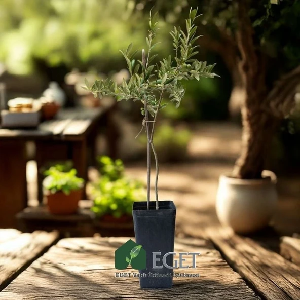 Organik Arbequina Zeytin Fidanı - Resim 3
