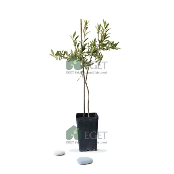 Organik Arbequina Zeytin Fidanı ürün görseli 1