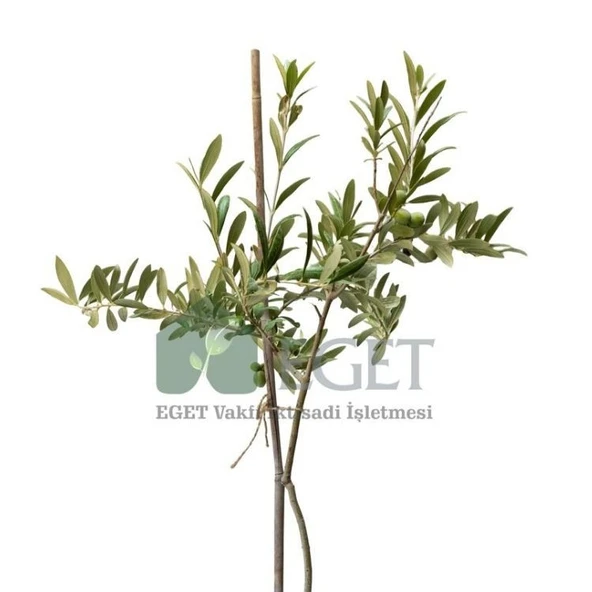 Organik Arbequina Zeytin Fidanı - Resim 2