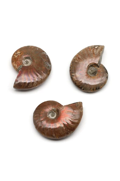 Ammonite Fosil Parça - 23 Gr. ürün görseli 1
