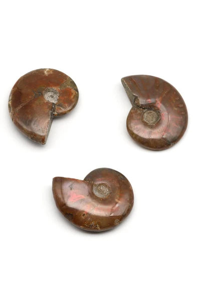 Ammonite Fosil Parça - 28 Gr. - Resim 2