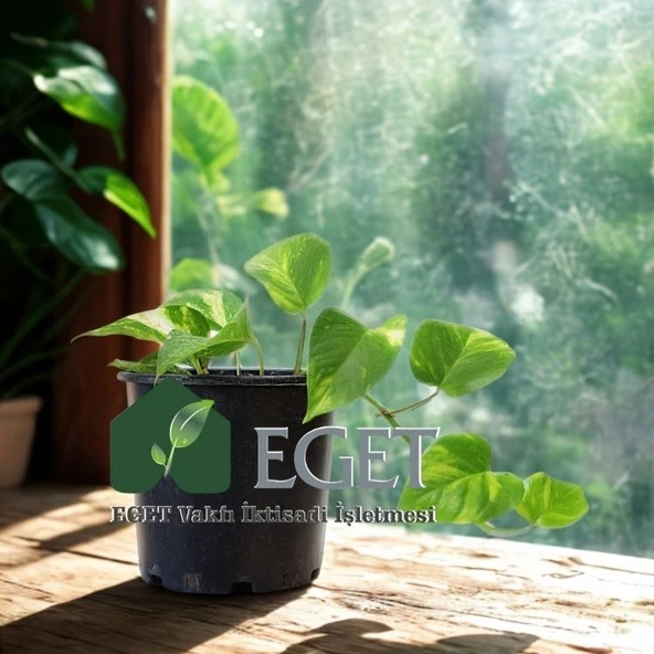 Altın Patos Çiçeği  (Epipremnum aureum) - Resim 3