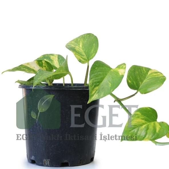 Altın Patos Çiçeği  (Epipremnum aureum) - Resim 2