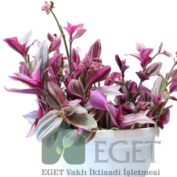 Pembe Telgraf Çiçeği (Tradescantia Nanouk) 2lt - Resim 3