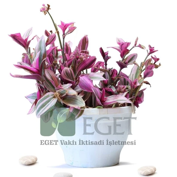 Pembe Telgraf Çiçeği (Tradescantia Nanouk) 2lt - Resim 2