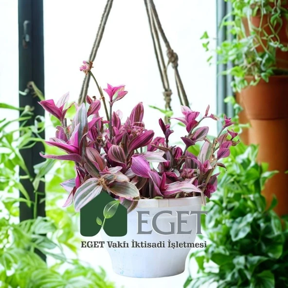 Pembe Telgraf Çiçeği (Tradescantia Nanouk) 2lt - Resim 4