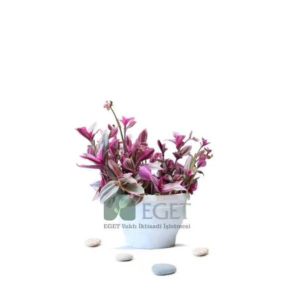 Pembe Telgraf Çiçeği (Tradescantia Nanouk) 2lt ürün görseli 1