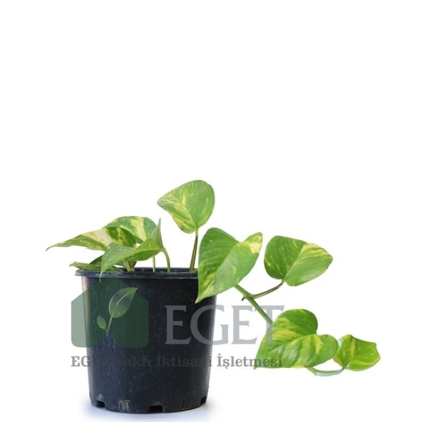 Altın Patos Çiçeği  (Epipremnum aureum) ürün görseli 1