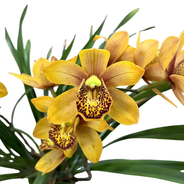 Cymbidium 'Rustic Orange' (Simbidyum Orkide) ürün görseli 1