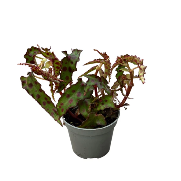 Begonia Amphioxus (Begonya Çiçeği) - Resim 3