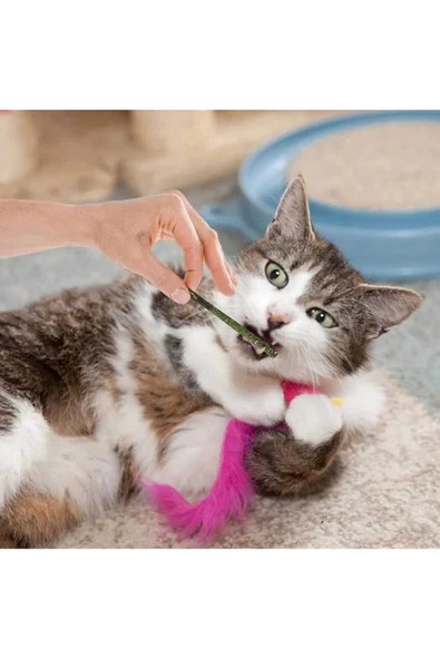 Dalian Home 6 Adet Doğal Matatabi Çubuğu Catnip Kedi Catnip Dalı Cat Mint Stick Kedi Oyun Çıtası - Resim 6