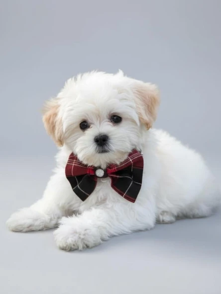 Aristokrat Ekose Silver Köpek Papyonu Tasma Yılbaşı - Resim 6