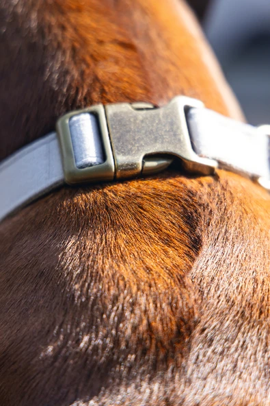 Beeztees DBL Köpek Tasması, Kadife, Gri, 48-70cm, 25mm - Resim 5