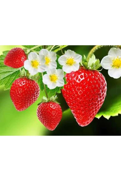 HBPAVM Strawberry Flavored Massage Oil 50ml Çilek Aromalı Masaj Yağı 2 Adet - Resim 3