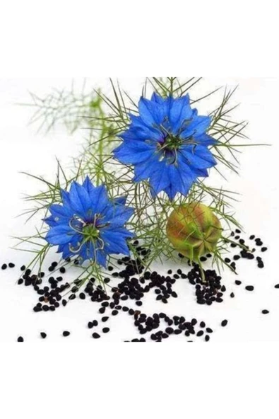 Forcevia Tekno Trust Kavanoz Çörek Otu Kremi 2 Adet 100 ml - Resim 3