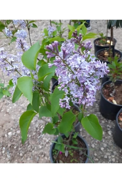 Leylak Fidanı 30-60 cm - Resim 3