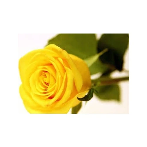 Gül Fidanı Sarı 10-20 cm ürün görseli 1