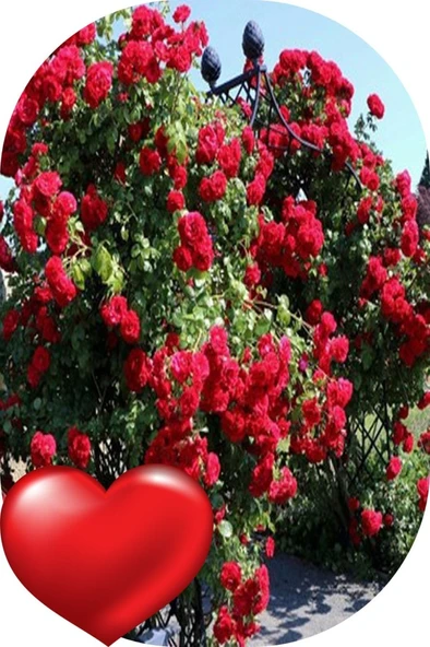 Gül Fidanı Bayrak Kırmızı Kokulu Yediveren Sarmaşık 10-20 cm ürün görseli 1