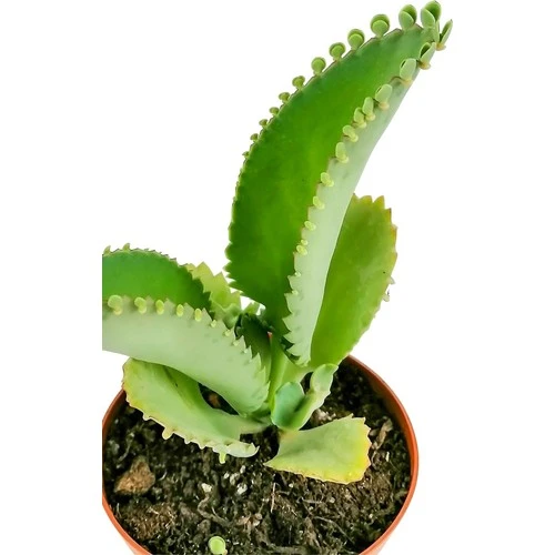 Aşkın Gözyaşı Çiçeği Fidanı (Kalanchoe Daigremontiana) 10-20 cm - Resim 3