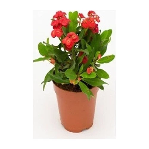 Kırmızı Euphorbia Milli Dikenler Tacı Fidanı 10-20 cm ürün görseli 1