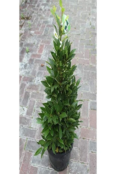 Defne Ağacı (LAURUS NOBİLİS) Fidanı 10-20 cm ürün görseli 1
