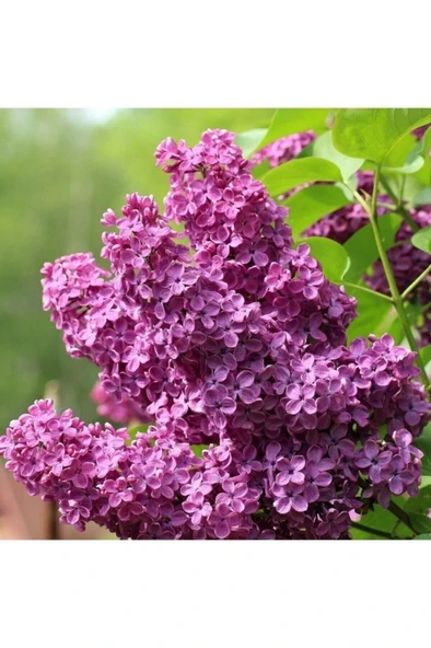 Leylak Fidanı 30-60 cm ürün görseli 1