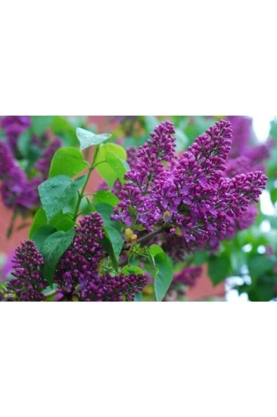 Leylak Fidanı 30-60 cm - Resim 4