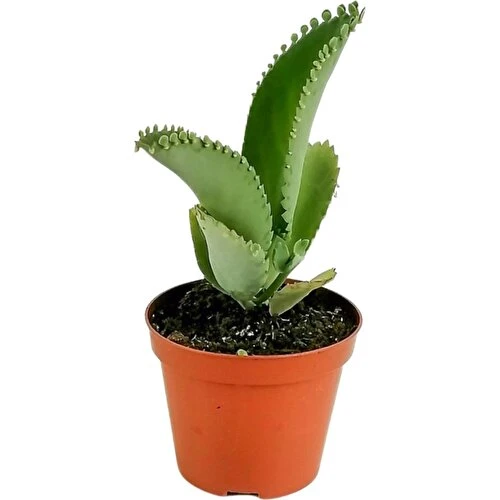 Aşkın Gözyaşı Çiçeği Fidanı (Kalanchoe Daigremontiana) 10-20 cm ürün görseli 1