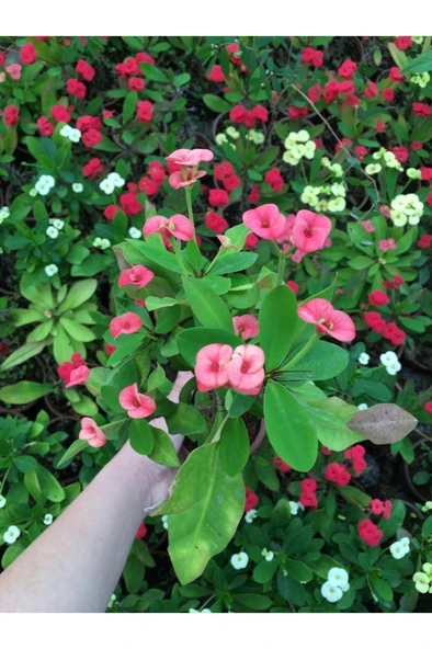 Dikenler Tacı Milli Çiçeği Fidanı Pembe 10-20 cm ürün görseli 1