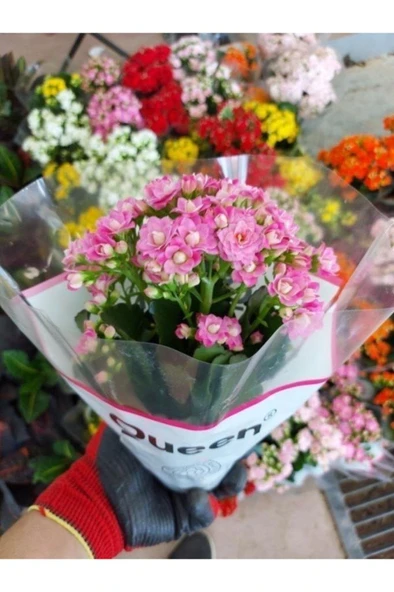 Kalanşo Çiçeği Koyu Pembe Renkli Kardeş Kanı 10-20 cm ürün görseli 1