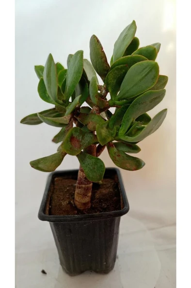 Crassula, Para Ağacı ürün görseli 1