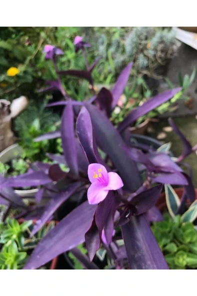 Mor Telgraf Çiçeği Fidanı 10-20 cm ürün görseli 1
