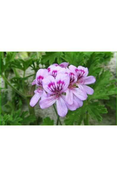 Gül Damlası Itır Fidesi Fidanı 2 Adet 10-20 cm ürün görseli 1