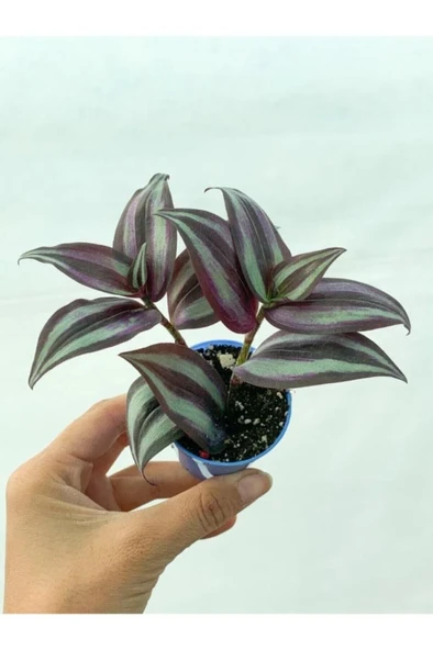 Bordo Kahve Telgraf Çiçeği Fidanı 10-20 cm ürün görseli 1