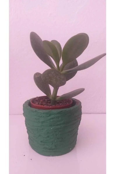 Şans Para Çiçeği Fidanı 10-20 cm - Resim 2