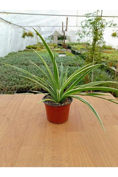 Kurdela Çiçeği Fidanı Chlorophytum Comosum 10-20 cm ürün görseli 1