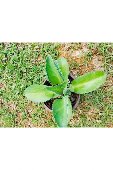 Aşkın Gözyaşı Bitkisi Kalanchoe Laetivirens Fidanı 10-20 cm ürün görseli 1