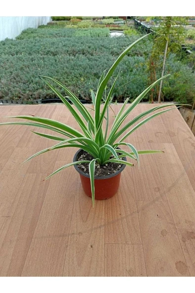 Kurdela Çiçeği Fidanı Chlorophytum Comosum 10-20 cm - Resim 2