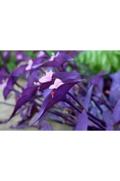 Mor Telgraf Çiçeği Fidanı 10-20 cm - Resim 3