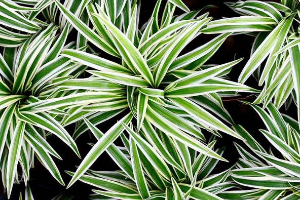 Kurdela Çiçeği (Chlorophytum Comosum Green) Fidanı 10-20 cm - Resim 3