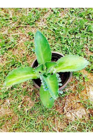Aşkın Gözyaşı Bitkisi Kalanchoe Laetivirens Fidanı 10-20 cm - Resim 3